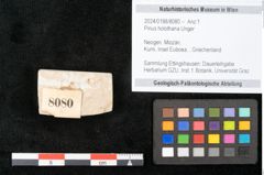 Foto (Objekt + Etikett) von Pinus holothana Unger (NHMW-GEO-2024-0188-8080)
